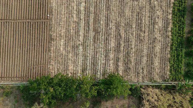 Drone footage showing an aerial view of agricultural fields, including harvested sugarcane and pomelo orange orchards, with heavy machinery parked near a rural road.