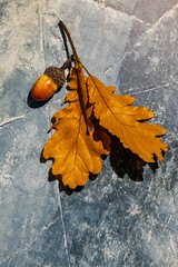 Single acorn and two golden oak leaves on blue textured background with strong shadow for autumn greeting card design © Svetlana Kolpakova