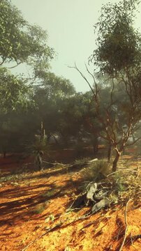 Golden light spills across the sandy earth, casting soft shadows among the trees. The quiet desert setting awakens with hints of flora, creating a serene atmosphere in the dawn.