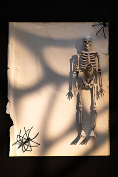 Standing skeleton on vintage torn paper with spiders and web shadow for Halloween poster or invitation