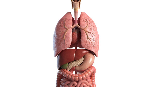 Human Internal Organs Anatomy
