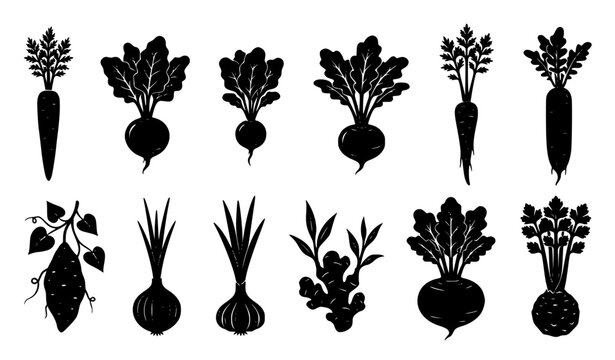 Root Vegetables and Ginger Black Silhouette Vector Collection