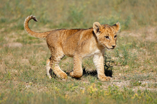 A small African lion cub (Panthera leo) walking in natural desert, Kalahari desert, South Africa