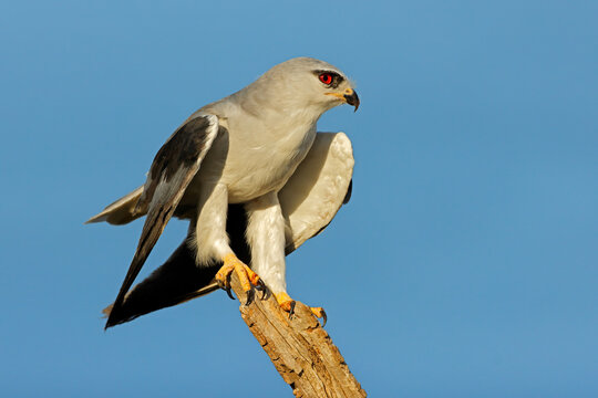 A black-winged kite (Elanus caeruleus) perched on a branch against a clear blue sky, South Africa