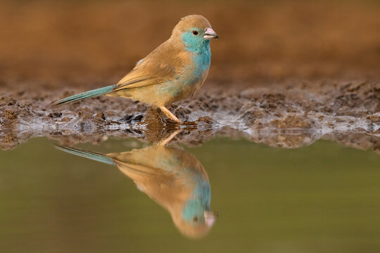 A small blue waxbill (Uraeginthus angolensis) at a waterhole with reflection, South Africa