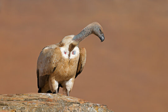 An endangered Cape vulture (Gyps coprotheres) perched on a rock in natural habitat, South Africa