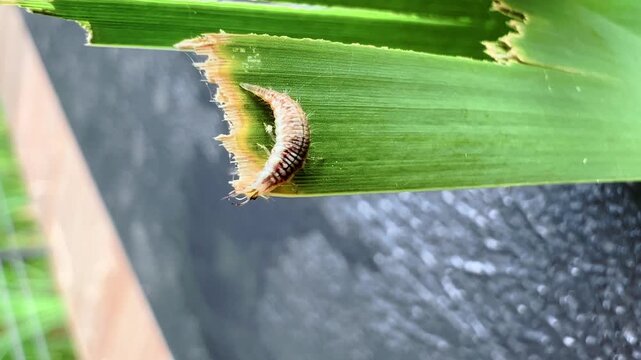 Lacewing larva explores the damaged edge of a broad green leaf