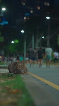 Cat sitting beside park pathway with runners exercising at night, Street kitty resting near people jogging in Lumpini Park, Bangkok Thailand 4k