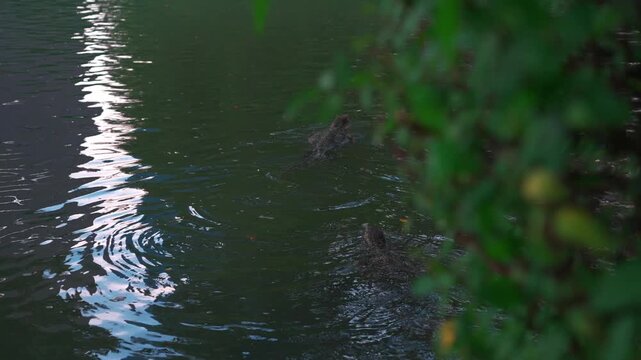 Two water monitor lizards swimming through rippling water, Large wild reptiles moving across pond surface near shoreline vegetation 4k