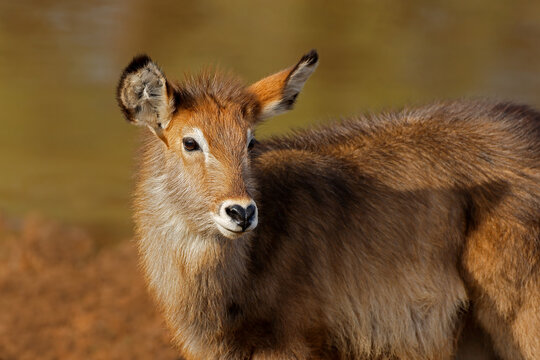 Close-up portrait of a young waterbuck calf (Kobus ellipsiprymnus), Mokala National Park, South Africa