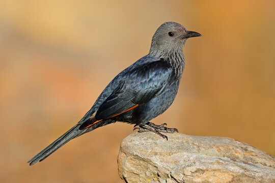 A female red-winged starling (Onychognathus morio) perched on a rock in natural habitat, South Africa