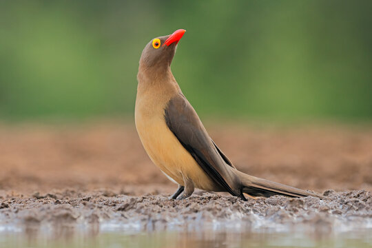 Red-billed oxpecker (Buphagus erythrorhynchus) on the ground at a waterhole - South Africa
