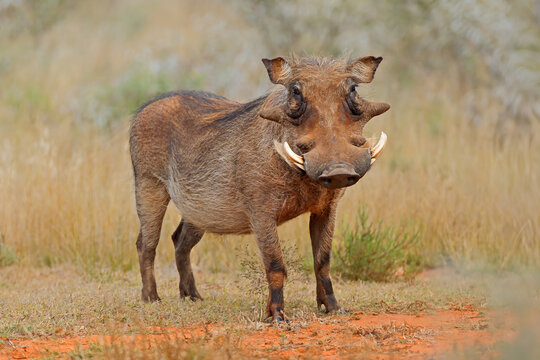 A warthog (Phacochoerus africanus) standing in natural habitat, Mokala National Park, South Africa