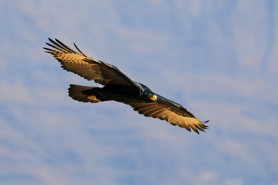 A verreauxs eagle (Aquila verreauxii) in flight in natural habitat, South Africa