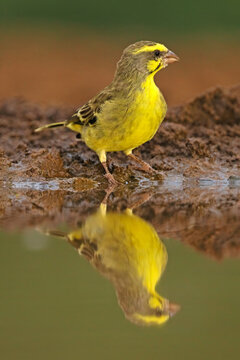 A yellow-fronted canary (Crithagra mozambica) at a waterhole with reflection, South Africa