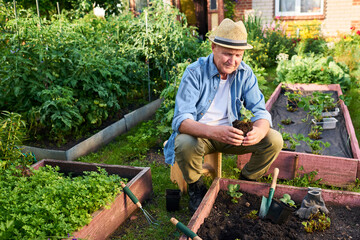 Senior Caucasian man holding seedling while gardening in backyard, representing active retirement...