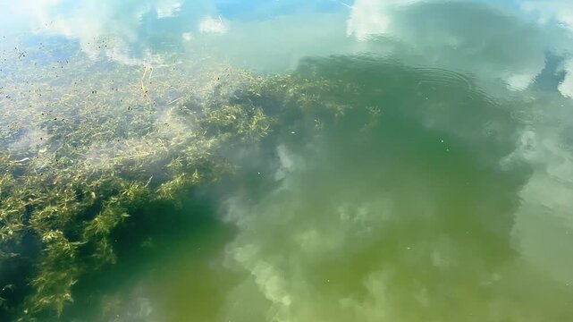 Dense underwater vegetation appears through green pond water and cloud reflections