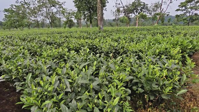 Lush Green Tea Plantation in Darjiling, India, Fresh Tea Leaves Growing in Organized Rows, Scenic Agricultural Landscape, Tea Estate and Sustainable Farming, Nature, Agriculture and Travel Background 