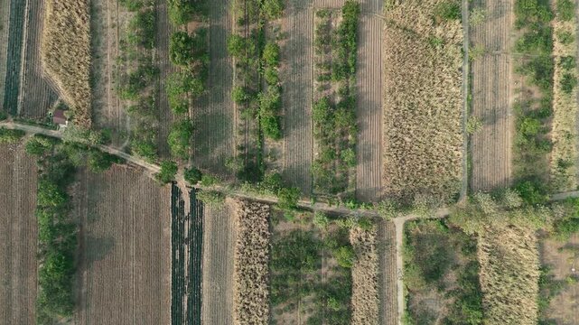 Drone footage showing an aerial view of agricultural fields, including harvested sugarcane and pomelo orange orchards, with heavy machinery parked near a rural road.