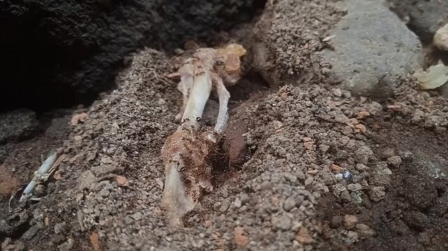 A colony of ants is eating a chicken bone.