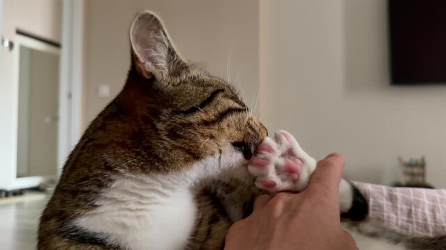 A striped tabby cat with white fur lies comfortably, actively licking and grooming its pink paw pads on its hind leg. Close-up of domestic pet care, feline hygiene, behavior, and the cozy life. 