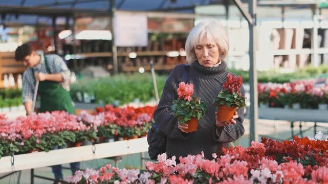 Senior woman customer chooses young houseplant in store, examine leaves and shoots of cyclamen. Freelance florist buys potted flowers to create green area in apartment