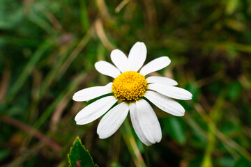 Fototapeta premium White daisy chamomile flower blooming outdoors on a soft green background close up macro concept for herbal tea, natural cosmetics, organic skincare, wellness product, High quality