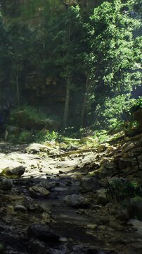 Sunshine pierces the canopy, illuminating a tranquil forest stream. Lush greenery surrounds smooth stones, creating a peaceful oasis of nature. This scene captivates the essence of wilderness.
