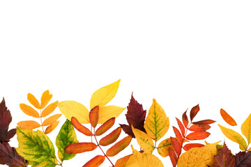 Fototapeta premium Autumn border with a fallen colorful leaves on a transparent background with place for text, horizontal banner