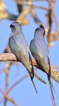 Grey crested treeswifts perched side by side on a branch in natural wildlife motion footage displaying their unique plumage patterns and long tail feathers while maintaining a calm posture against a c