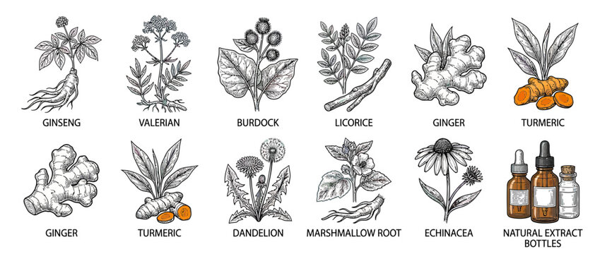Herbal remedies collection, vintage botanical illustration style
