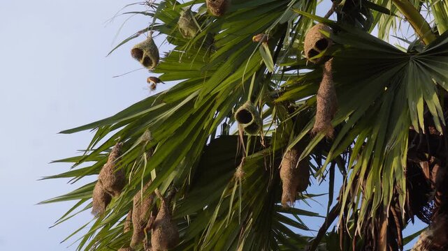 Baya weaver birds building intricate hanging nests