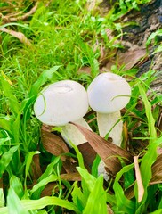 Pair of white wild mushrooms growing in green grass close up © Islam