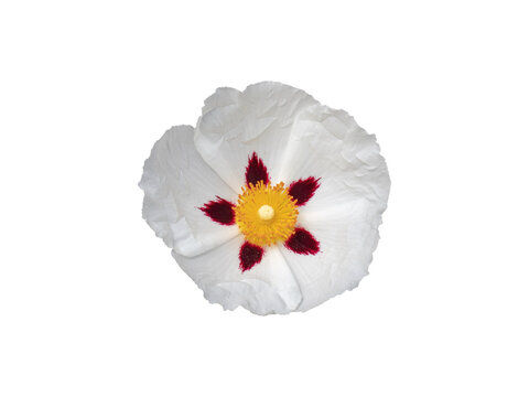 White Cistus ladanifer flower with red spots and yellow stamens isolated transparent png