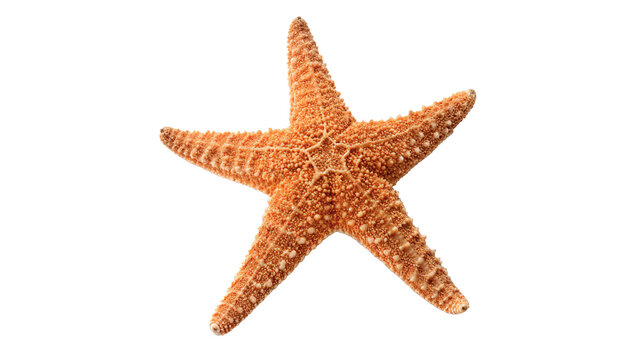 Natural orange starfish sea star ocean marine biology beach decoration icon