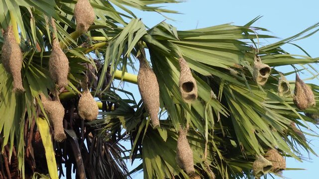 Baya weaver bird nests hanging from tree