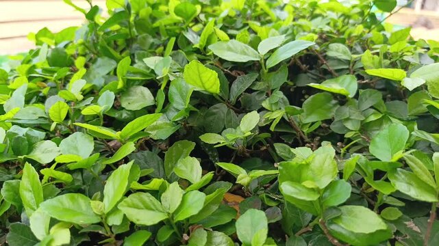 Close-up commercial stock video showing fresh green Streblus Asper leaves growing densely in an outdoor plant garden.