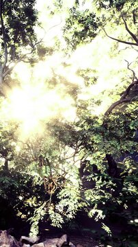 Bright sunlight breaks through the vibrant green leaves, creating a magical atmosphere in a serene forest. The scene invites tranquility and connection with nature.