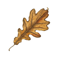 Naklejka premium Golden oak leaf resting on a flat surface during autumn in a natural setting