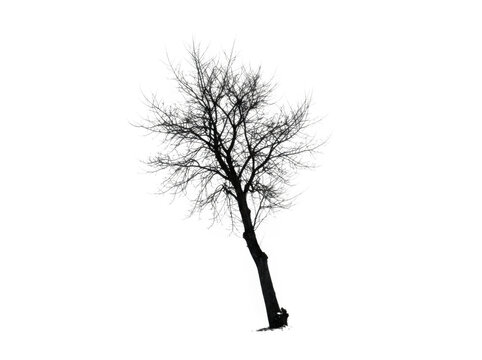 Bare leafless tree silhouette isolated on a white background cutout