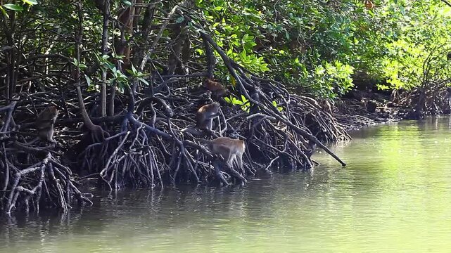 Lots of monkeys,  on the roots f the trees in Mangrove forests, Langkawi islands, Malaysia