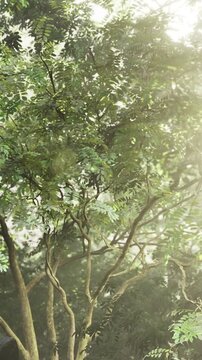 Sunlight softly filters through vibrant green leaves in a tranquil forest. The blend of light and foliage creates a magical atmosphere that soothes the soul.