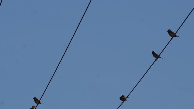 Sparrows perched on electrical wires under blue sky