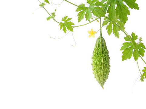 Fresh bitter melon hanging on vine isolated on transparent background