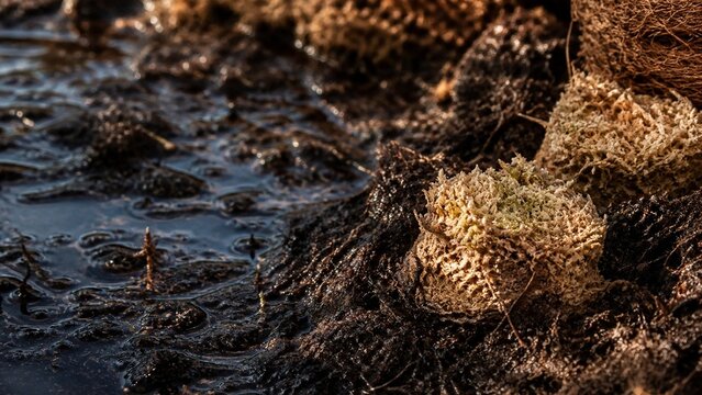 Dark natural scene featuring murky water and dense organic matter, evocative of wetlands or river edges, great for moody cinematic shots, environmental documentaries, or abstract backgrounds