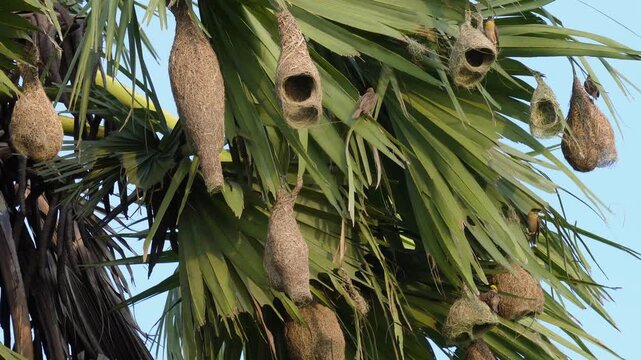 Baya weaver bird nests hanging from palm tree in nature