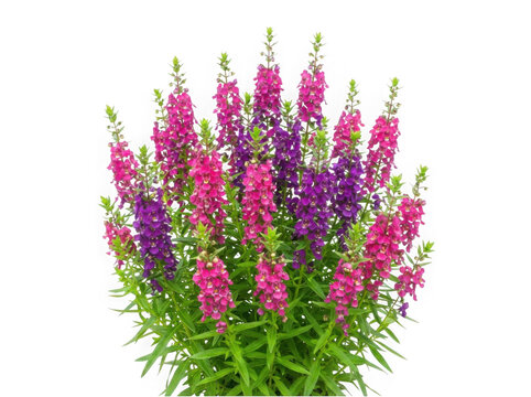 Vibrant purple and pink angelonia flowers isolated on transparent background