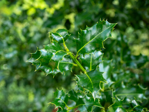 Close-up of glossy green holly leaves with sharp spiny margins on an evergreen shrub, isolated against a soft natural background.