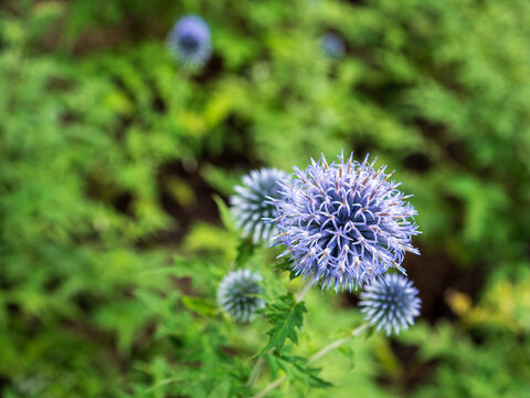 Blue globe thistle (Echinops) flower in a summer garden, featuring spherical spiny bloom and soft bokeh, suitable for botanical, horticultural, pollinator and garden design themes.