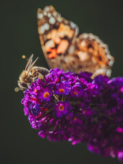 A bee and a Painted Lady butterfly 'Vanessa cardui' feeding on a purple Buddleja flowerhead © Dave Harrison-Ward